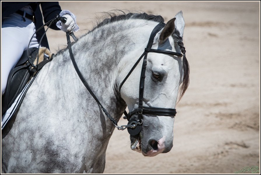 Pferd International 075